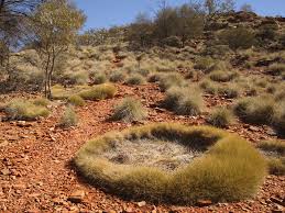 Spinifex1